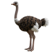 A solitary ostrich stands tall with its long neck and unique plumage in a posed presentation style on transparent background png