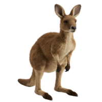 A kangaroo standing upright with its paws tucked in on a plain space looking straight ahead calmly now on transparent background png