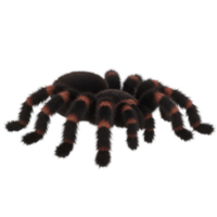 Close up view of a tarantula with orange stripes on its legs against a plain colored backdrop on transparent background png