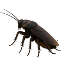 A close up view of a brown cockroach with long antennae standing on a plain transparent surface on transparent background png