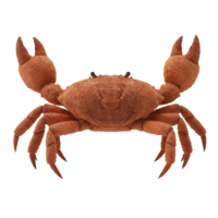 Isolated orange crab with raised claws against a plain backdrop in a frontal close up view image on transparent background png