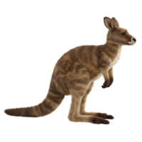 A kangaroo standing upright with its tail resting on the ground in a side profile view image capture on transparent background png