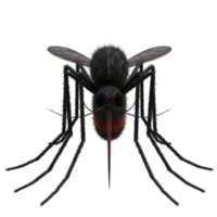 A close up view of a mosquito with wings and legs visible on a plain solid color surface area shot on transparent background png