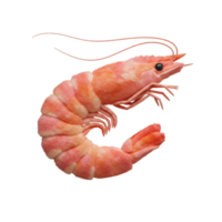 Isolated cooked shrimp with visible antennae and legs on a plain contrasting background image view on transparent background png
