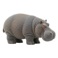 Isolated hippopotamus standing in a studio environment with a neutral colored background element on transparent background png