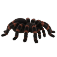 Close up view of a spider with striped legs and a fuzzy body on a plain solid color space area on transparent background png