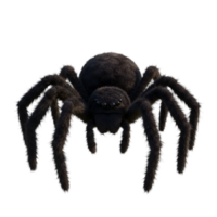 Close up view of a large hairy spider with multiple eyes and legs on a plain background space here on transparent background png