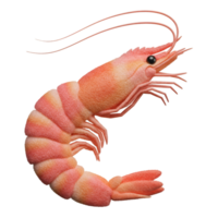 Isolated shrimp with a curved body and long antennae against a plain color free space field on transparent background png