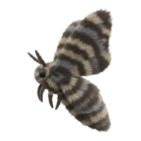 Isolated fuzzy moth with striped wings and antennae on a plain color space looking to the left on transparent background png