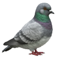 A pigeon with gray feathers and a green neck standing on its feet in a clear environment on transparent background png