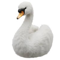 A beautiful white swan with an orange beak resting peacefully against a plain simple surrounding area on transparent background png