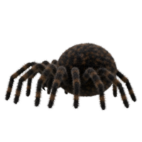 A close up view of a spider with eight legs and a round body on an isolated transparent area on transparent background png