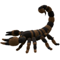 A scorpion with orange and grayish segments and legs on a plain backdrop in a studio setting on transparent background png