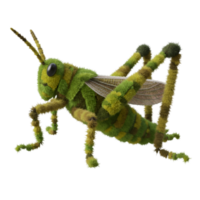 A close up of a green and yellow grasshopper with wings and legs visible in a studio shot image on transparent background png