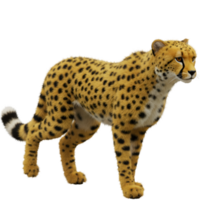 A cheetah standing with its body angled to the left and a striped tail visible behind it on transparent background png