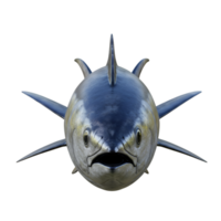 Close up view of a tuna fish with its mouth open and fins extended on a plain surrounding area on transparent background png