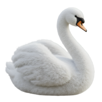 Elegant white swan with curved neck and orange beak in a serene pose against a plain setting shown close up on transparent background png