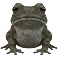 Close up view of a green amphibian with large eyes staring directly at the viewer in a studio shot on transparent background png