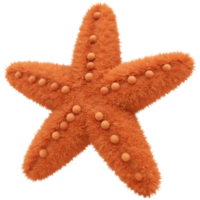 A single orange starfish with small round spheres covering its surface against a plain backdrop view close up on transparent background png