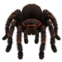 A close up view of a tarantula with its hairy legs and body in a frontal facing position image on transparent background png