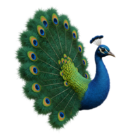 A vibrant peacock displaying its plumage with a gradient of greens and blues on a plain backdrop on transparent background png