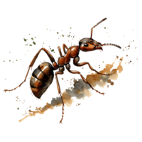 A detailed watercolor rendering of an ant crawling on a light colored surface with a plain backdrop on transparent background png