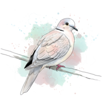 Graceful dove perched on a branch with a soft watercolor splash behind it in a serene composition on transparent background png