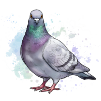 Illustration of a pigeon standing with a white and blue watercolor effect and a transparent space on transparent background png