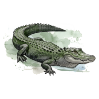 A watercolor style image of an alligator partially submerged in water with a neutral tone splash around it on transparent background png