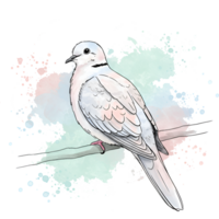 Dove perched on a branch with a pastel watercolor wash in the background artistic representation on transparent background png