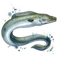 Watercolor painting of a sinuous eel with subtle coloration and aquatic splashes surrounding the fish on transparent background png