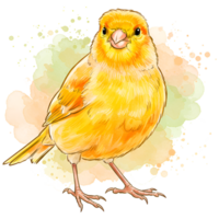 Watercolor drawing of a bright canary bird standing with a splash of color behind it artfully done on transparent background png