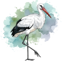 A standing stork with white feathers and a long red beak against a watercolor style background on transparent background png