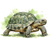 Watercolor painting of a turtle with a green splash behind it in a detailed style image view on transparent background png