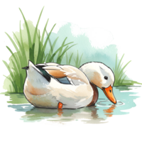 Watercolor style painting of a duck swimming in water with some grass in the upper area of the image on transparent background png