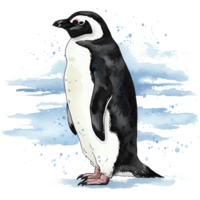 A single penguin standing on a surface with a watercolor effect around it in full body view isolated on transparent background png