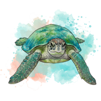 Watercolor style sea turtle with a green shell and flippers swimming on a colorful abstract background on transparent background png