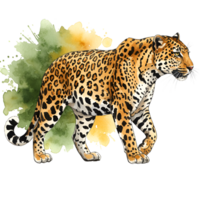 Watercolor painting of a jaguar walking with green and yellow watercolor splash behind it in the image on transparent background png