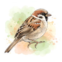 Watercolor style image of a sparrow perched on a colorful artistic watercolor splash design on transparent background png