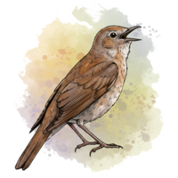 A watercolor style drawing of a brown bird with its beak open on a neutral colored background on transparent background png