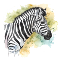 A zebra head with stripes on a watercolor splash of yellow and green tones in a profile view artwork on transparent background png