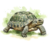 A watercolor style image of a turtle with a patterned shell on a light green and white surface on transparent background png