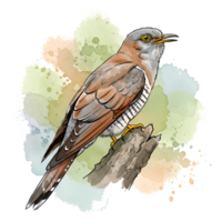 A watercolor painting of a cuckoo bird perched on a branch with a colorful splash behind it art style on transparent background png