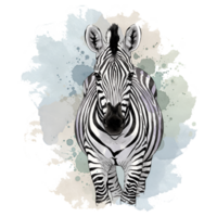 A zebra with stripes standing against a watercolor style background looking directly forward at the viewer on transparent background png