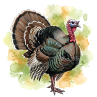 Watercolor style rendering of a turkey with detailed feathers and colorful background splashes of paint on transparent background png