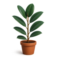3d render do ficus elástica plantar dentro simples terra cotta Panela png