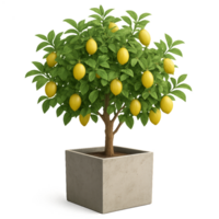 Lemon Tree in Pot for Indoor Decor and Gardening Inspiration png