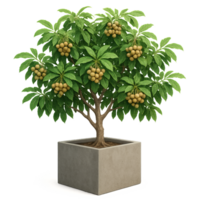 3d simples longan árvore com fruta dentro decorativo plantador png