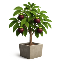 Mangosteen Plant Growing in Simple Cement Pot with Lush Leaves png