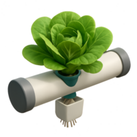Simple Hydroponic Lettuce Display in Modern Growing System png